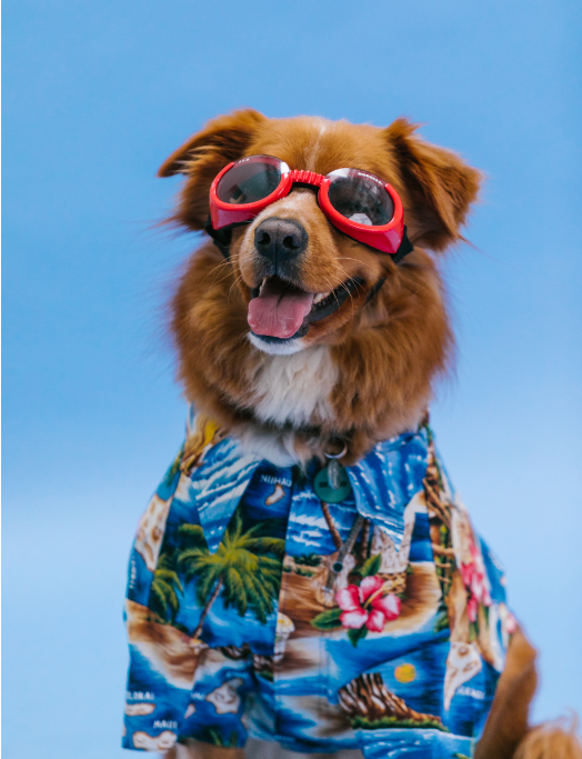 A handsome dog with a Hawaiian T-shirt and red dog sunglasses.