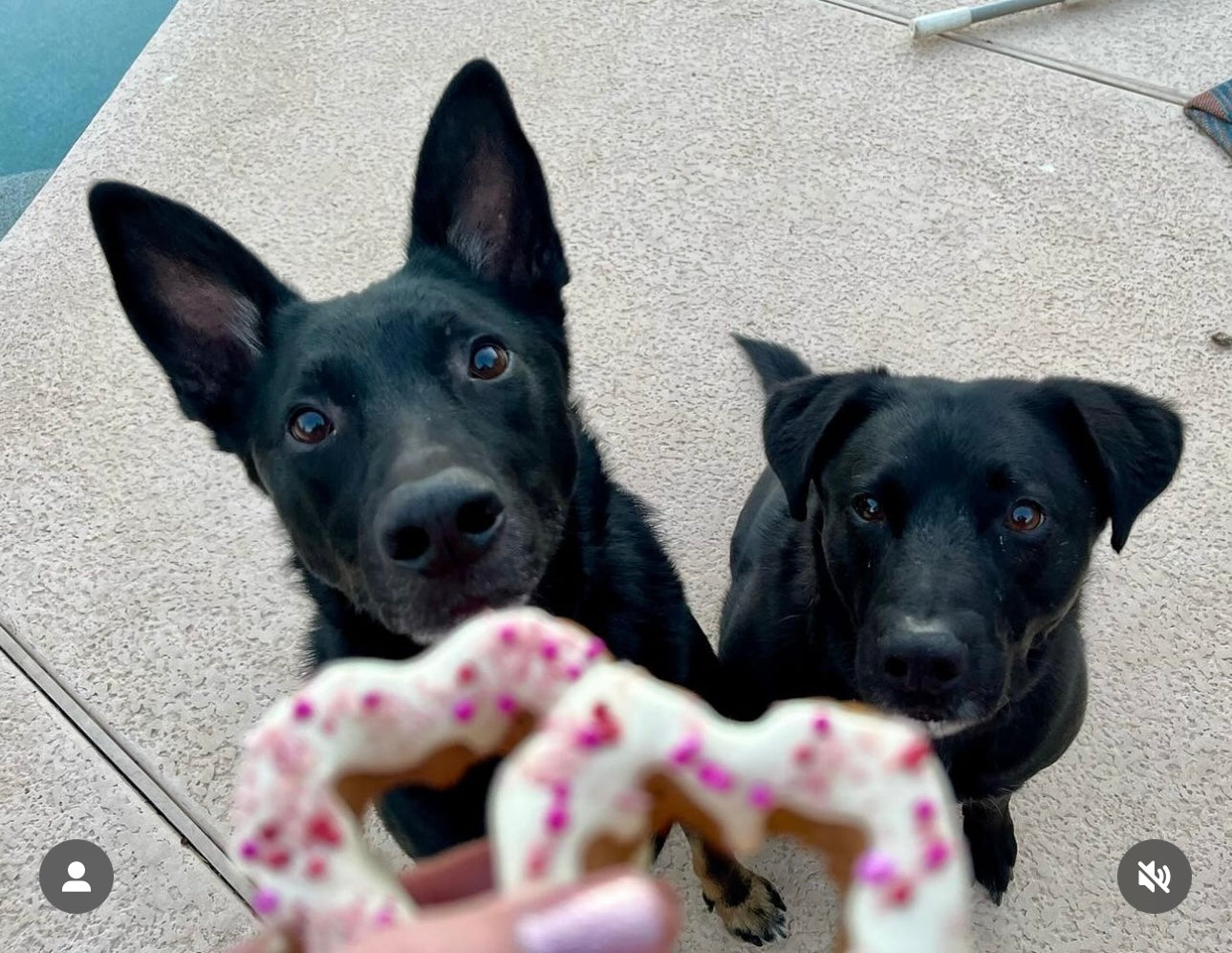 Heart-Shaped Dog Donuts