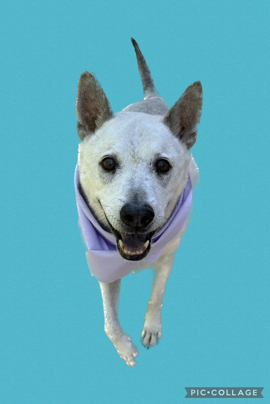 A close up picture of a medium sized tan chow chow/pitbull mix wearing a light purple bandana walking toward the camera with a smile on his face.