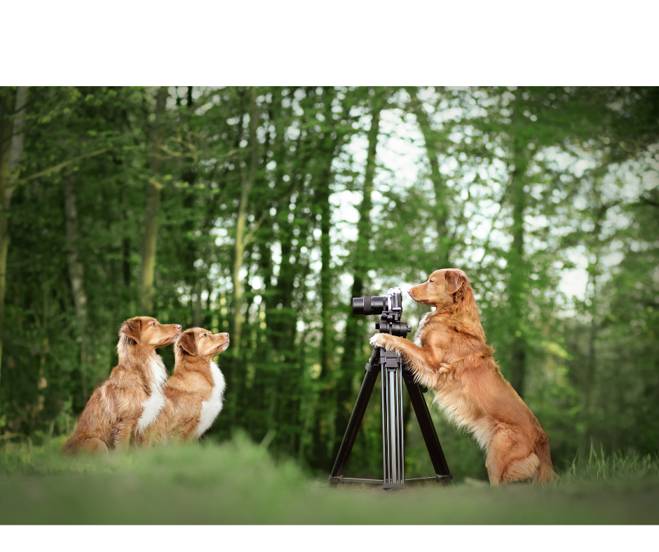 A golden retriever taking a photo, with a camera on a tripod, of two other sitting golden retrievers.