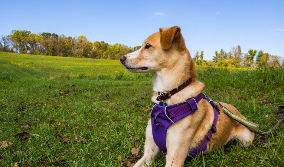 A medium sized tan dog with a purple harness and green leash. The dog is enjoying the summer safely.