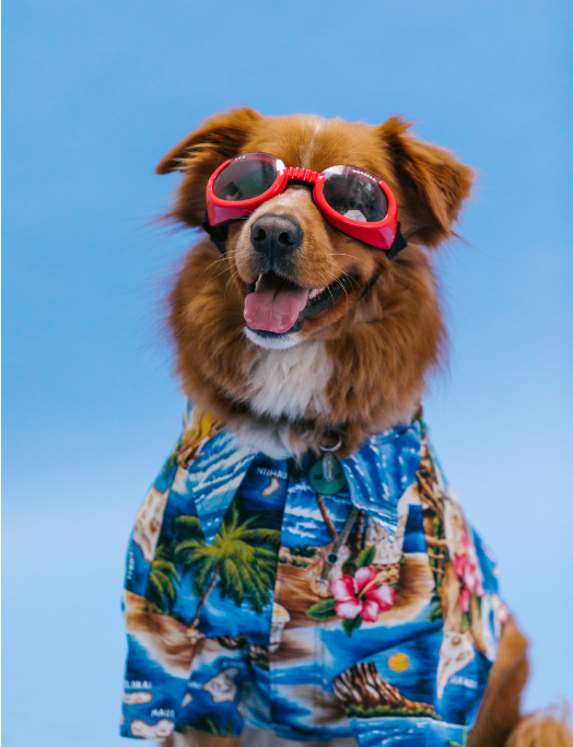 A handsome dog with a Hawaiian T-shirt and red dog sunglasses. 