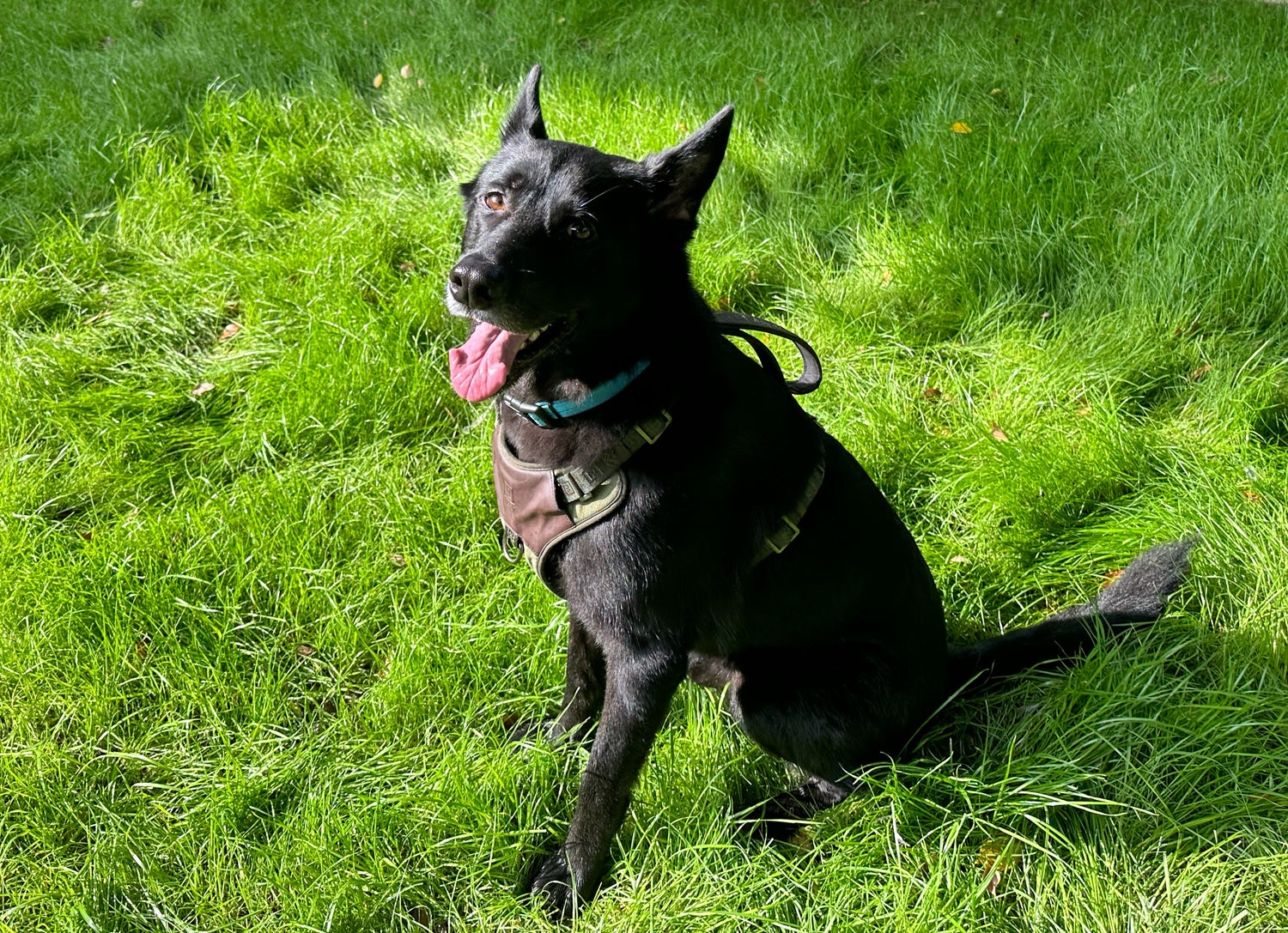 A handsome picture of Fenrir, a black German Shepard mix, smiling in a grassy field.