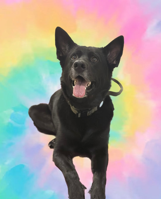 An even handsomer picture of Fenrir smiling at the camera with a tie dye background. His ears are up in a relaxed position and he is lying down.