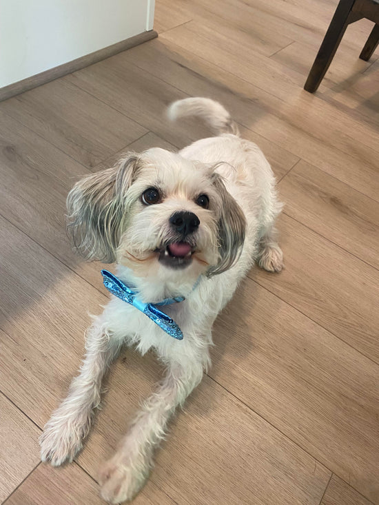 A picture of a small sized white shih tzu/terrier dog wearing a light blue sequin bow tie looking up at the camera with his tongue out which appears to be in the shape of a heart.