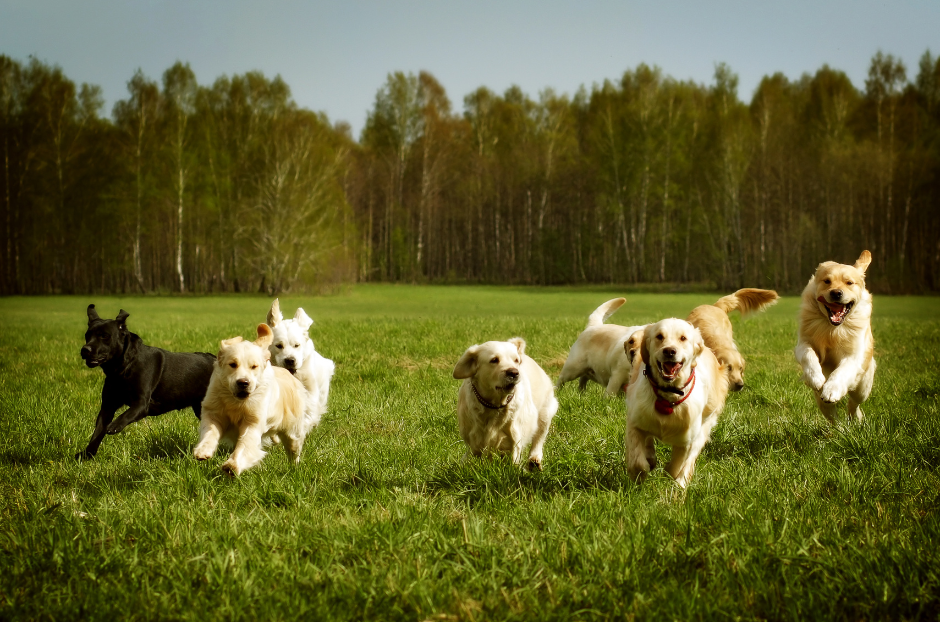 A picture of eight happy dogs all running toward the camera in a field. One dog has a black coat the rest are all tan.