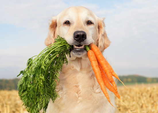 Image of a happy blonde lab dog in a field with fresh carrots dangling from their mouth.